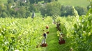 visuel-la-viticulture-4-mini.jpg